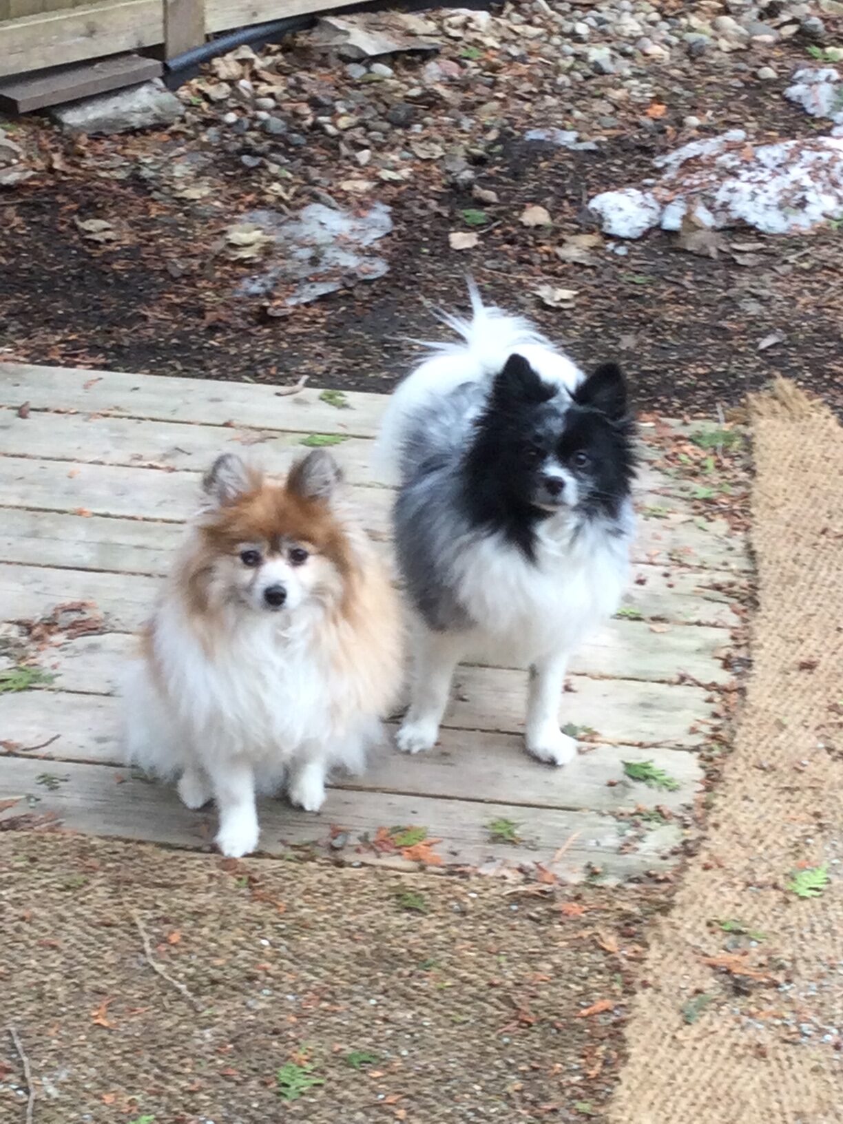 Jessie and Derry, two pomerians