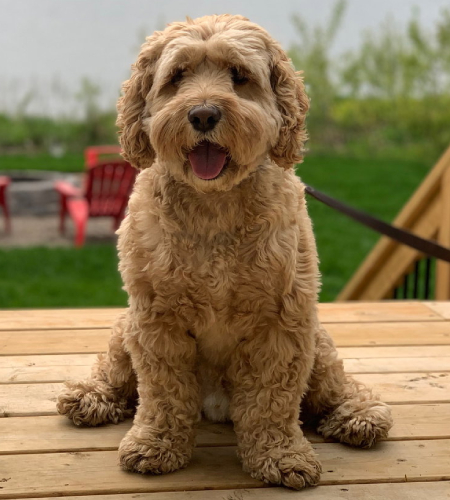 Leo the Cockapoo mix