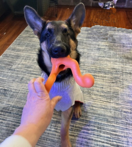 Lucy, the German Shepherd