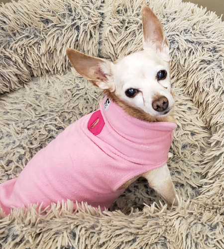 Mimi, a small chihauhua