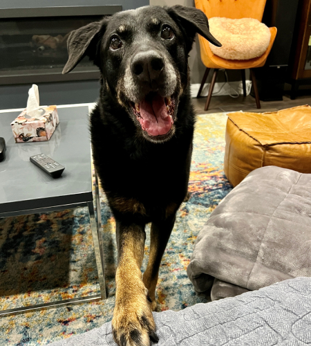 Nelly, a black dog