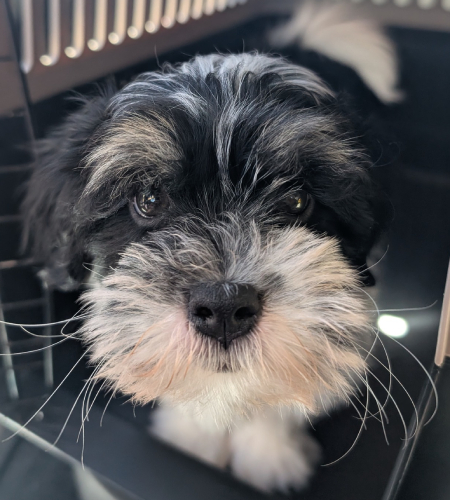 Oreo, a small black and white dog