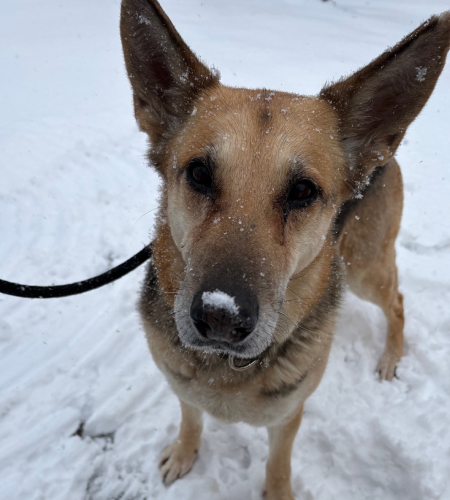 Patty the Shepherd mix
