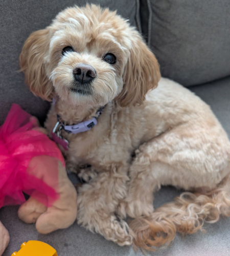 Sugar, a small brown and cream maltipoo