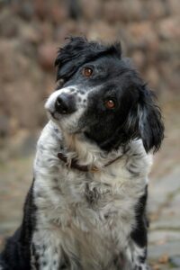 dog tilting head to side