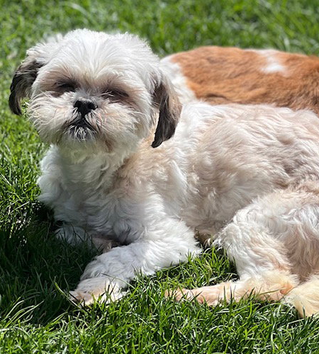 April, the Shih Tzu