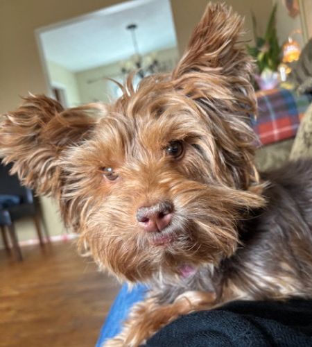 Aria, the Yorkshire Terrier