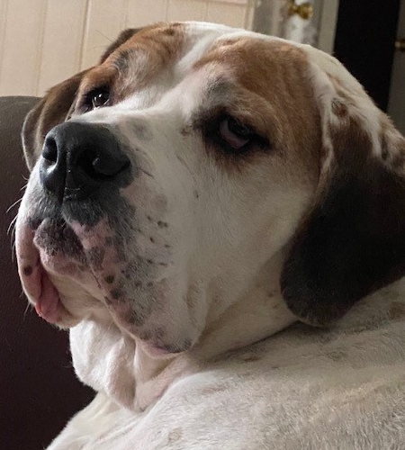Barney the dog