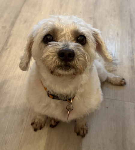 Bella, the Terrier/Shih Tzu mix