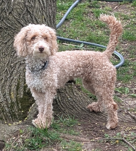 Cadbury the poodle