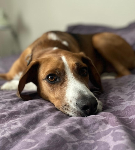 Coco the foxhound