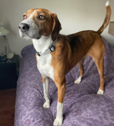 Coco the foxhound