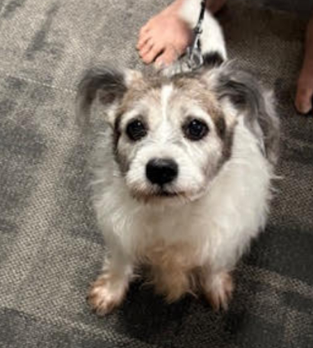 Cody, the Jack Russell Terrier mix