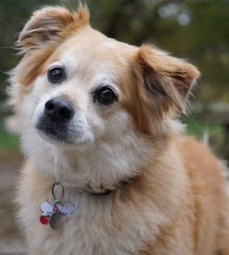 Cyrus the dog