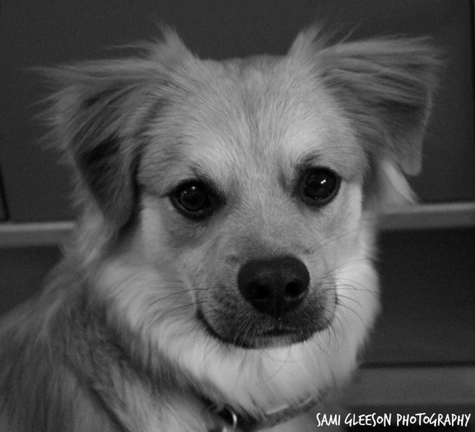 Cyrus the dog