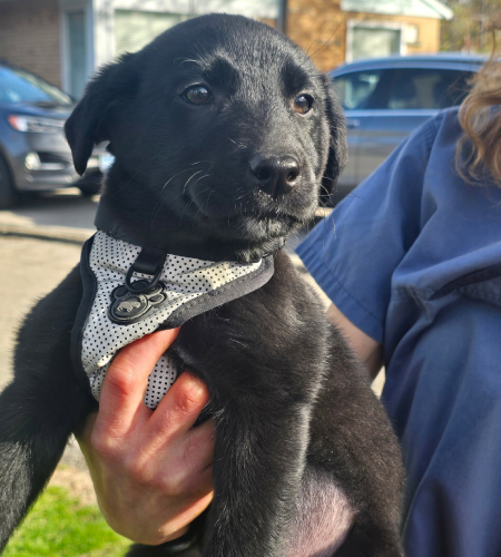 Janey, a black lab puppy