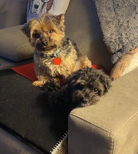 Two small dogs