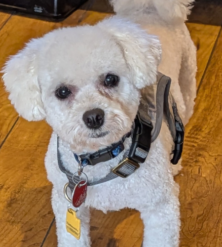 Oliver, a small white dog