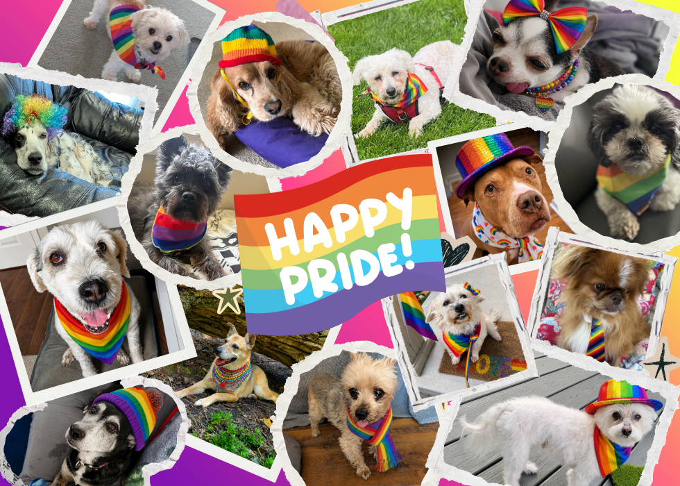 collage of Speaking of Dogs pups in rainbow gear