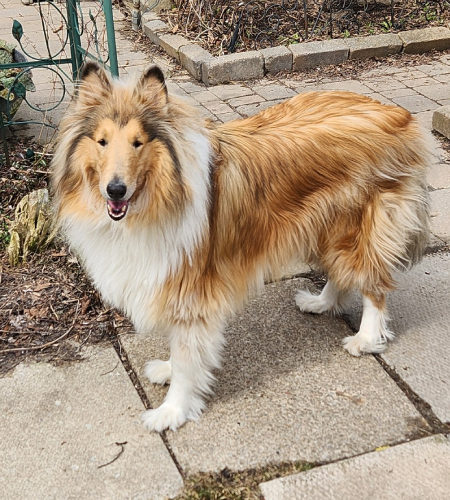 Scout the collie