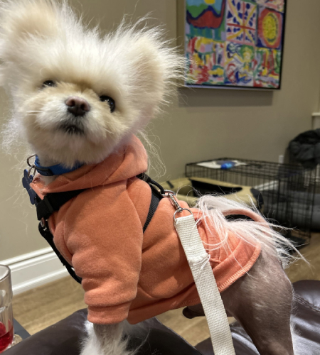 Snowball, the pomeranian