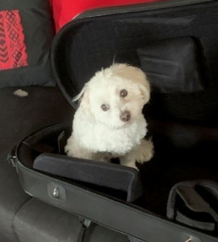 Toby the dog
