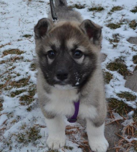 Tutti the husky puppy