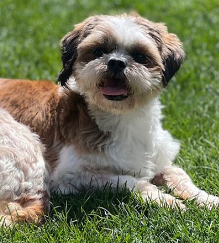 Violet, the Shih Tzu