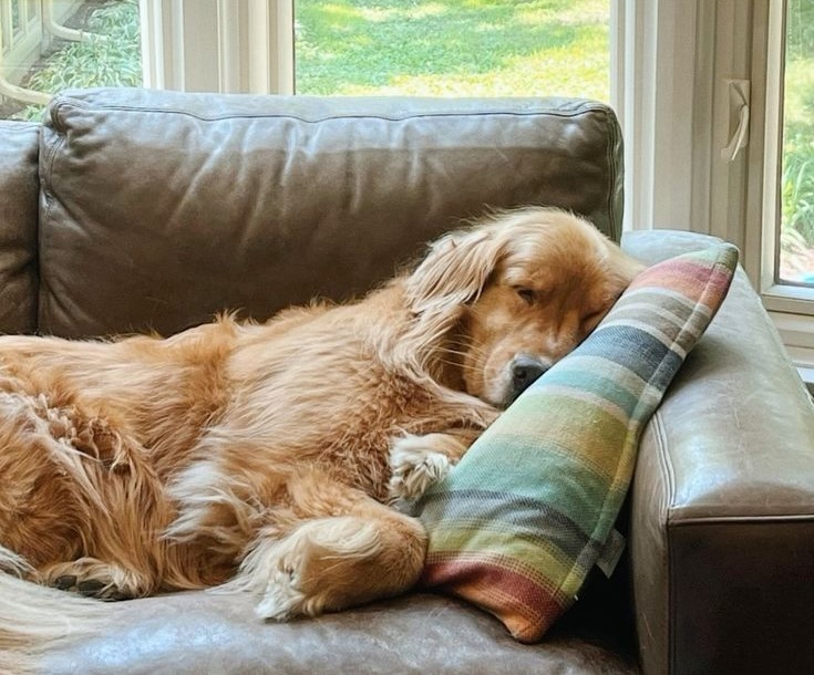 Dog sleeping on couch