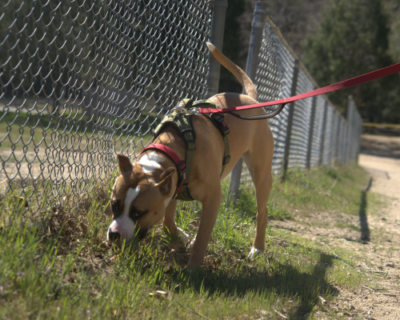 Dog on leash sniffing at a fence