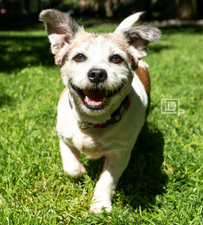 Cody the Jack Russell terrier mix