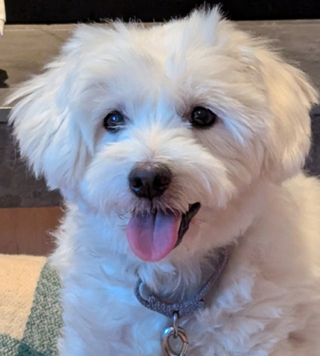 Gracie_AdoptionUpdate Gracie, a small white dog
