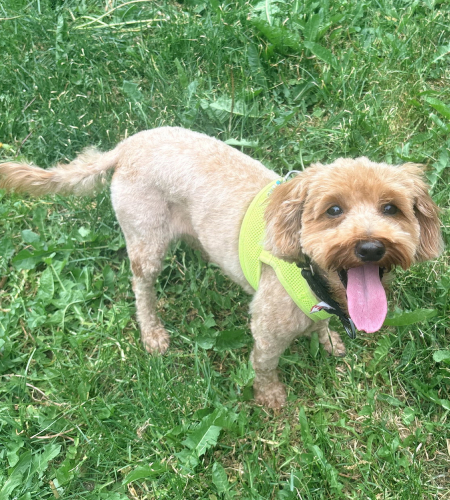 Honey2_2026 Honey the mini poodle