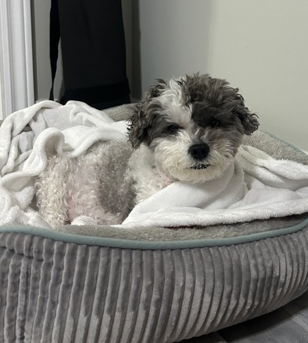 Ivy_2026 Ivy the Shihtzu/poodle mix