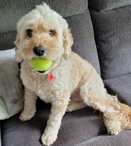 Jim_2026 Jim the poodle mix