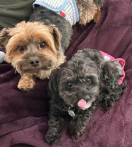 LeoandMillie Leo and Millie, yorkie and poodle mixes