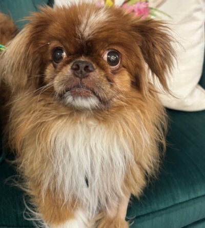 Milo the Pekingese mix