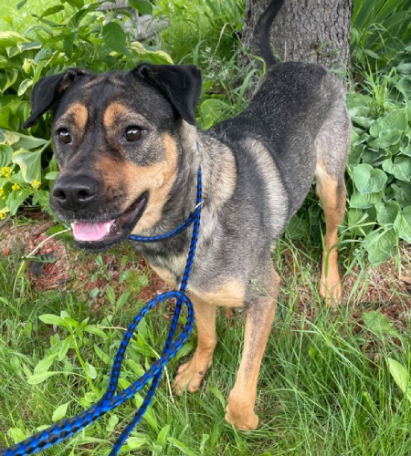 Mona_2026 Mona the Shepherd/Rottweiler mix