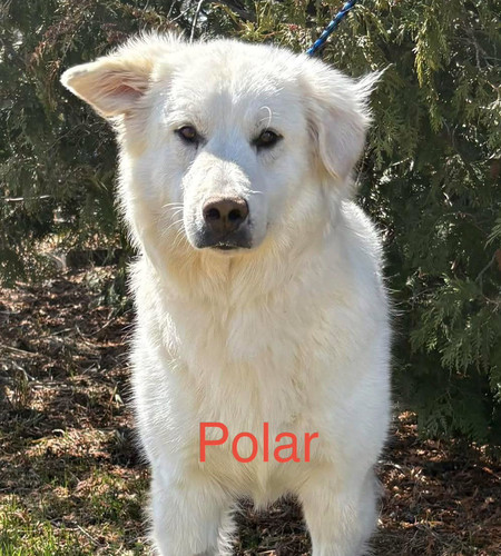 Polar_2026 Polar the Great Pyrenees/Retriever mix