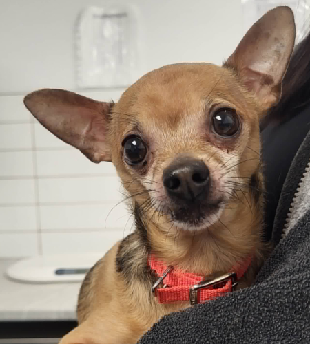 Poutchie_adopted Poutchie the chihauha