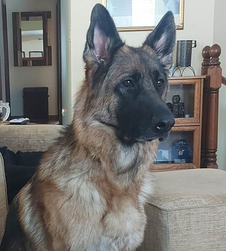 Ruby2_2026 Ruby the German Shepherd