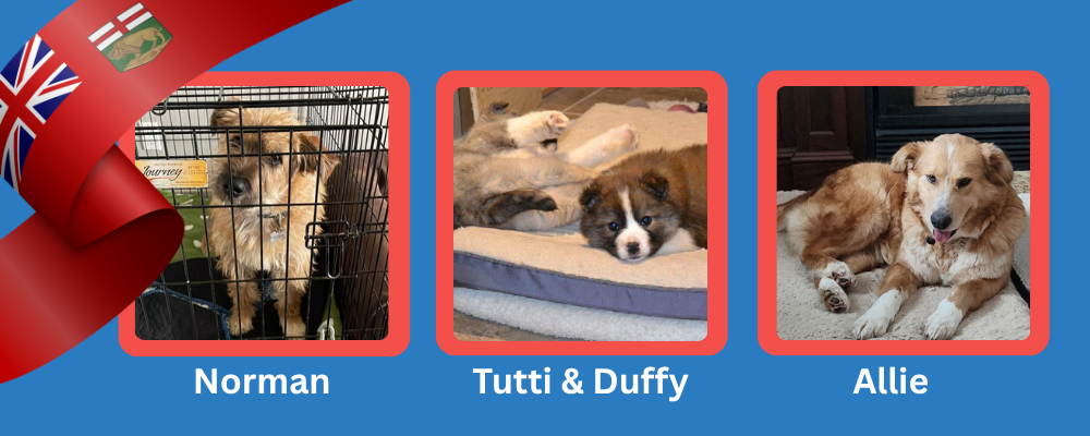 Norman, Tutti, Duffy and Allie - dogs from Manitoba