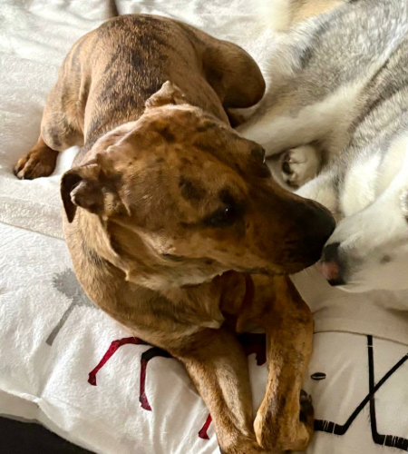 Sophie_2026 Sophie the Catahoula Leopard mix dog