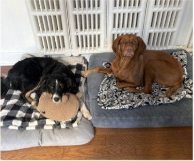 two dogs laying beside each other