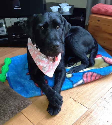Bear_2026 Bear the Labrador Retriever mix