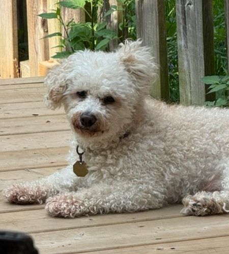 Dude(Jude)_adopted Dude, a small white dog
