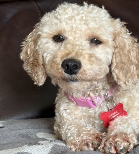 Fran_adopted Fran the mini poodle