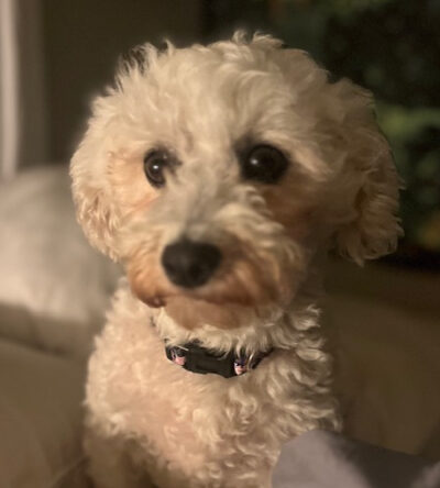 Hazel the Bichon Frise