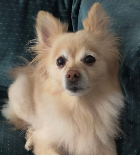 Jag_2026 Jag the Pomeranian