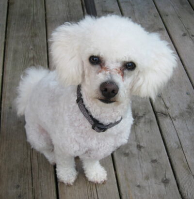 Leo_Poodle2 Leo the white poodle
